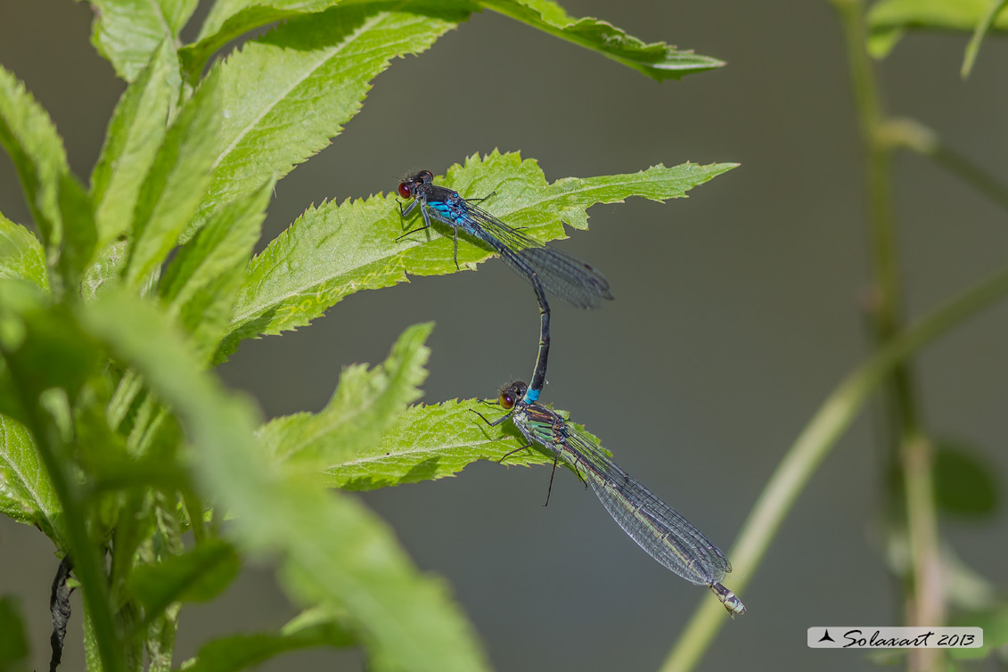 Erythromma najas  -  Red-eyed Damselfy 