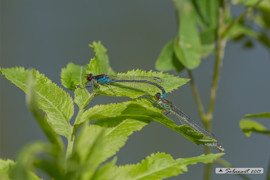 Erythromma najas; Red-eyed Damselfy 