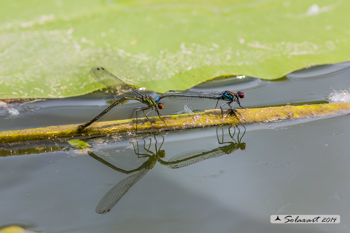 Erythromma najas  (Tandem) - Red-eyed Damselfy  (Tandem) 