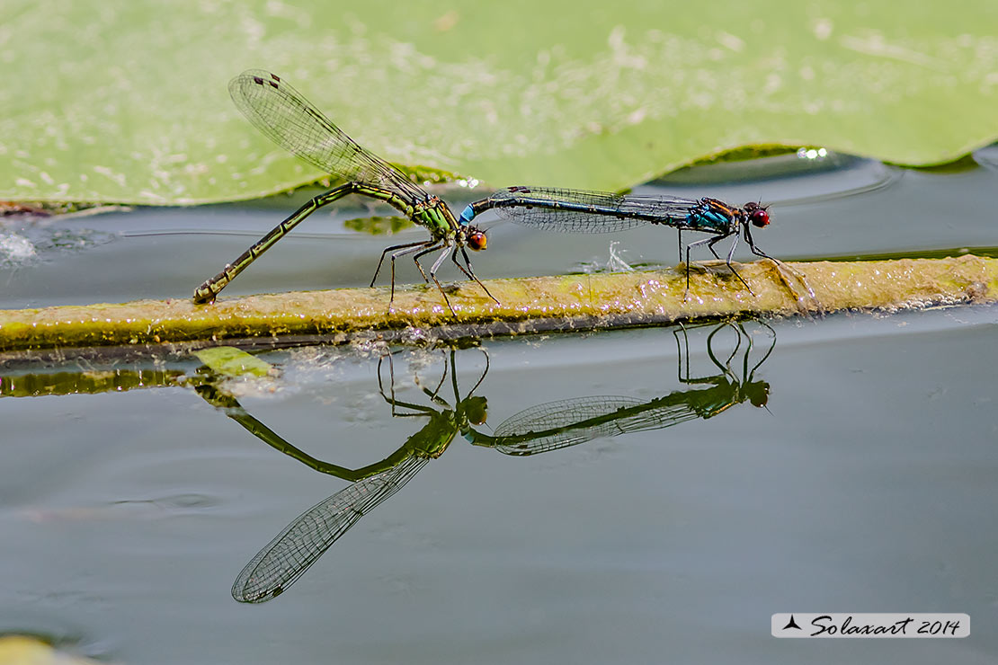 Erythromma najas  (Tandem) - Red-eyed Damselfy  (Tandem) 