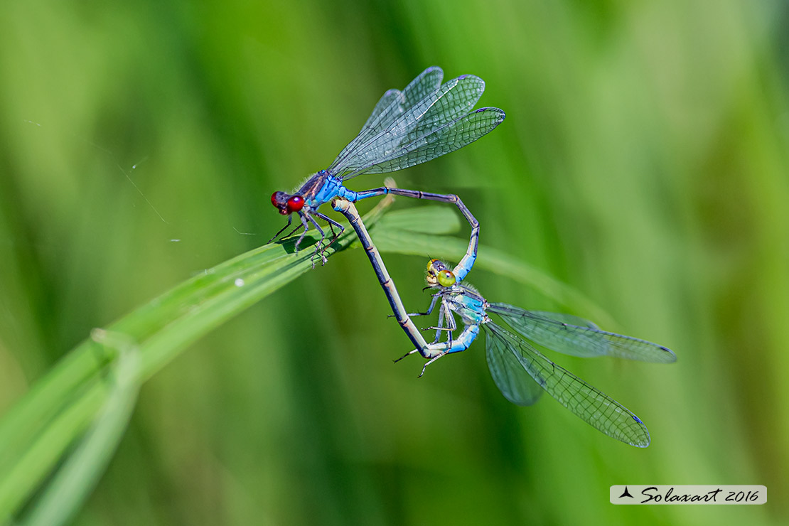 Erythromma viridulum;Small Red-eyed Damselfy 