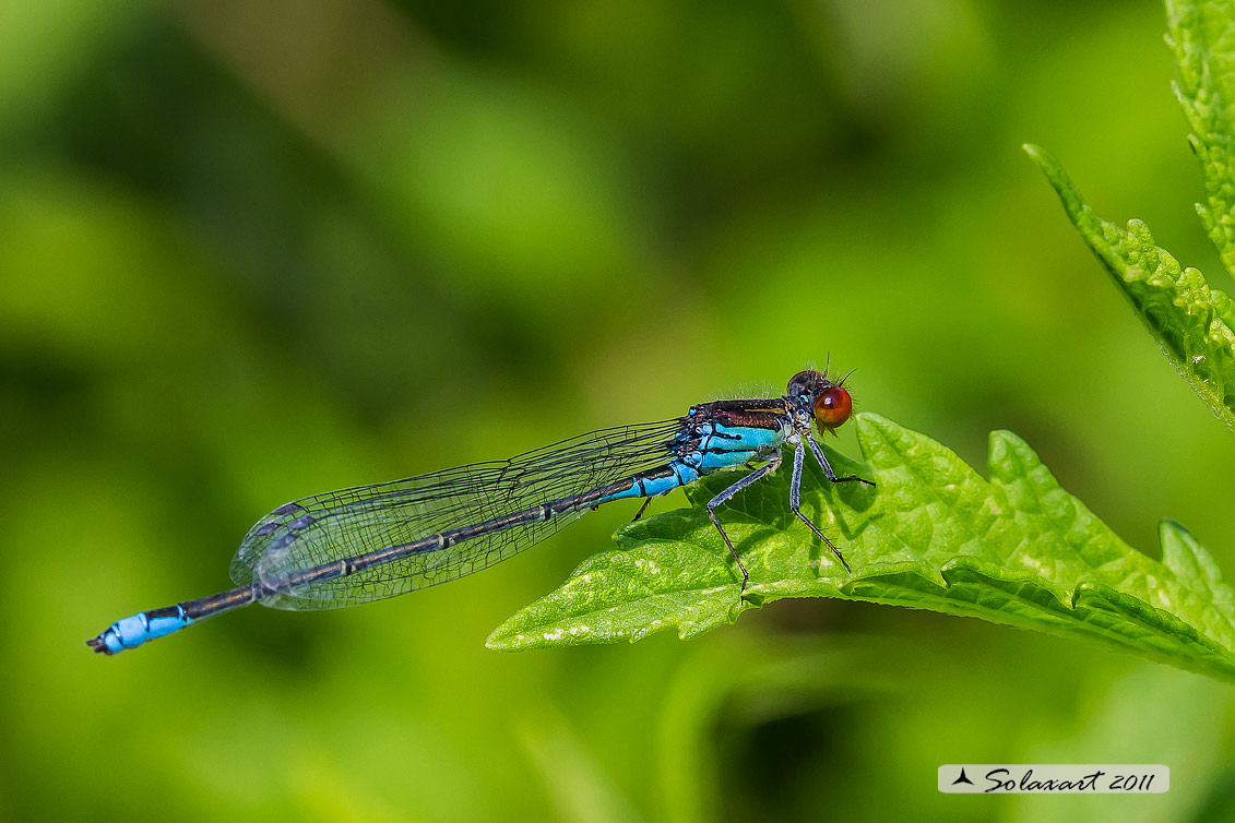 Coenagrionidae, specie: Erythromma viridium - male