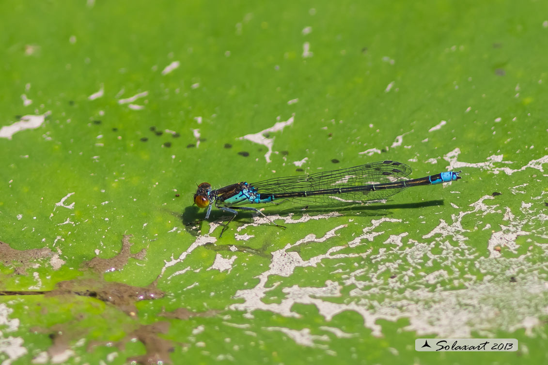 Erythromma viridulum  - Small Red-eyed Damselfy 