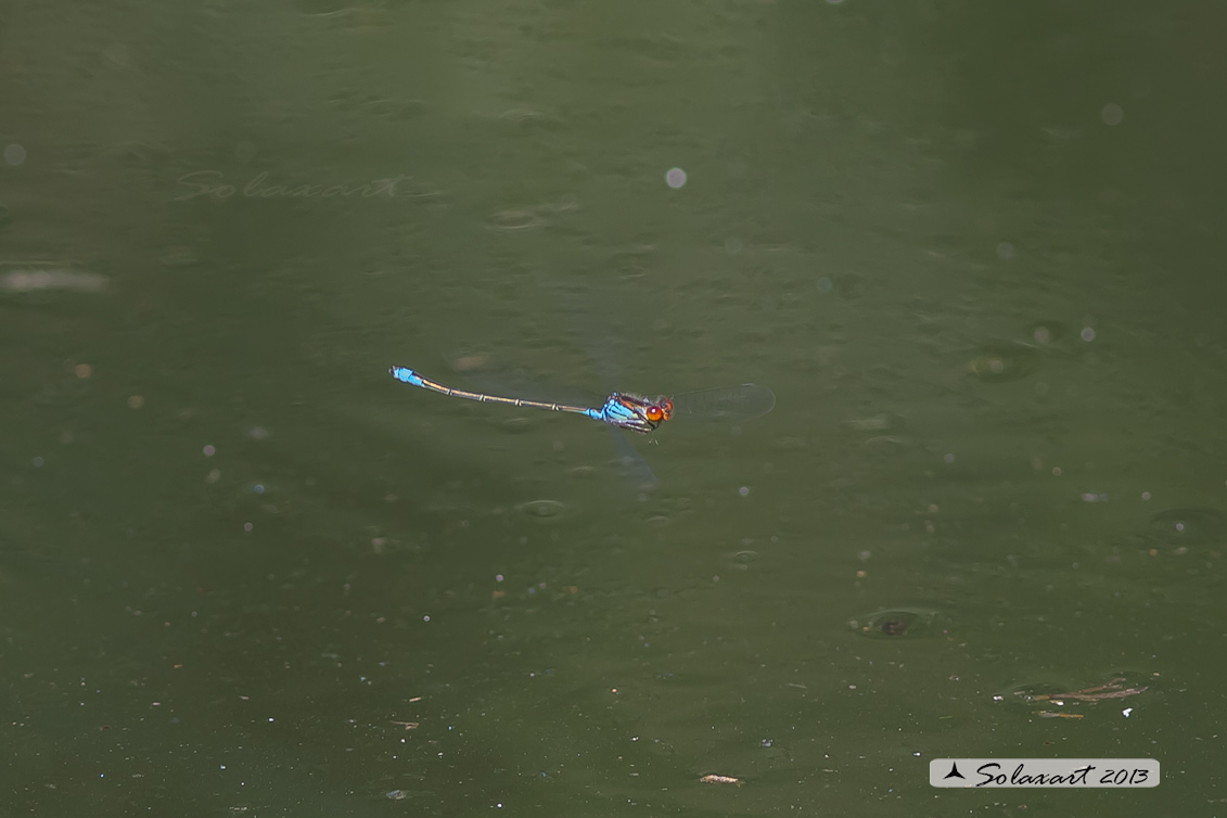 Erythromma viridulum  - Small Red-eyed Damselfy 