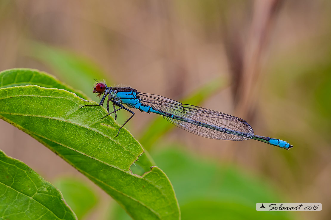 Erythromma viridulum: Occhirossi minore (maschio); small Red-eyed Damselfly (male)