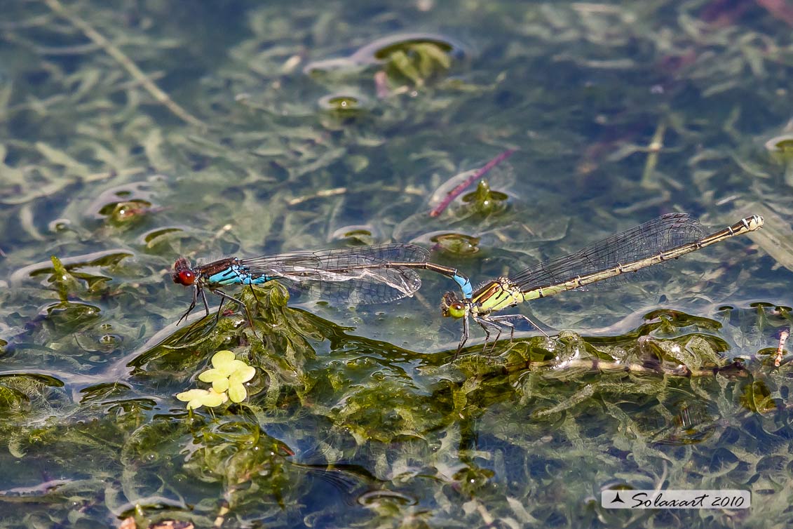 Zygoptera, Coenagrionidae, specie: Erythromma viridium