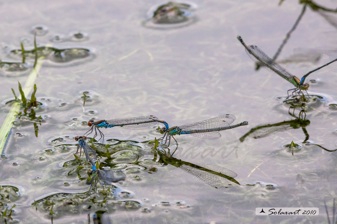 Zygoptera, Coenagrionidae, specie: Erythromma viridium