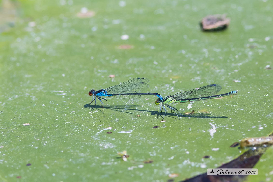 Erythromma viridulum  - Small Red-eyed Damselfy 