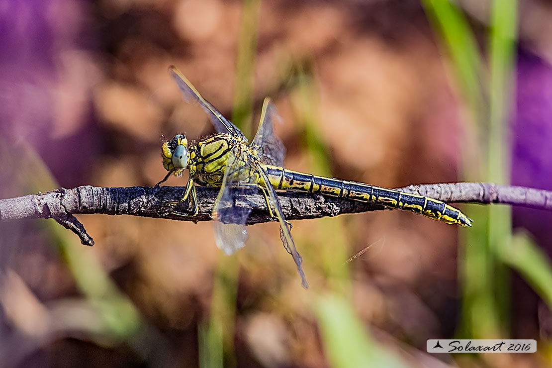 Gomphus pulchellus (femmina) - Western Club-tail (female)