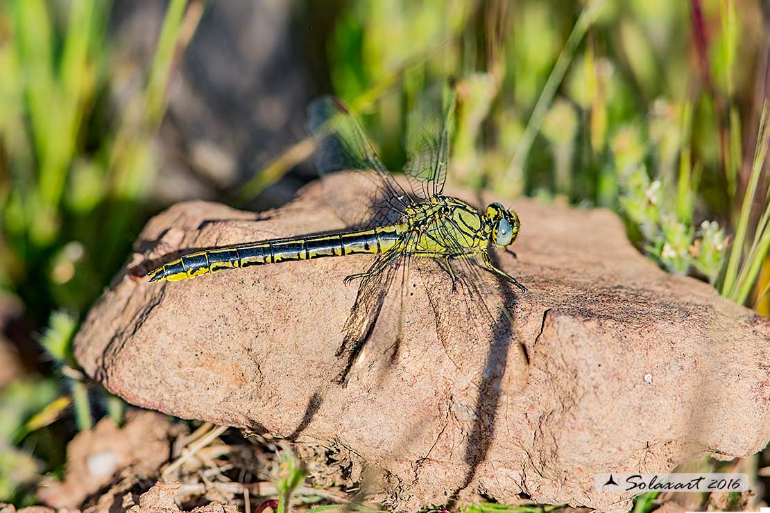 Gomphus pulchellus (femmina) - Western Club-tail (female)