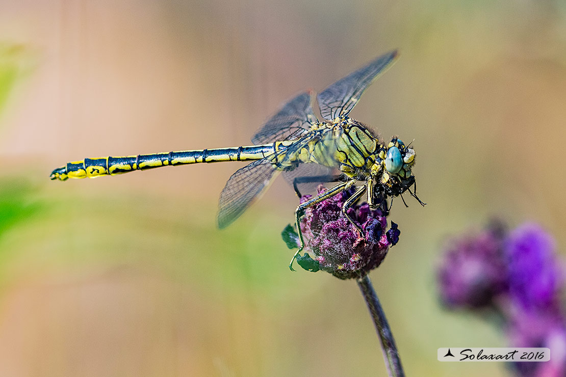 Gomphus pulchellus (maschio) - Western Club-tail (male)