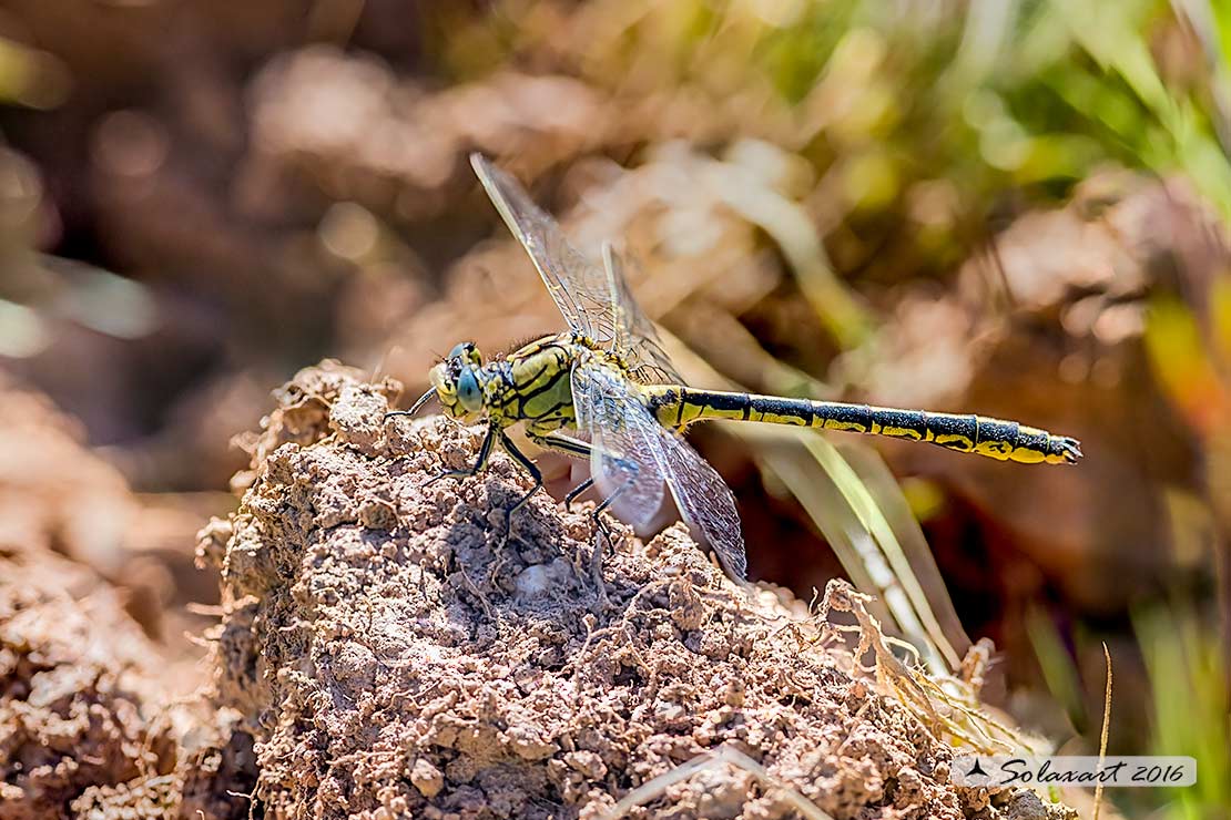 Gomphus pulchellus (maschio) - Western Club-tail (male)