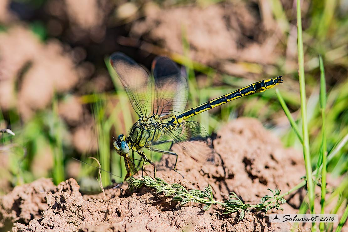 Gomphus pulchellus (maschio) - Western Club-tail (male)