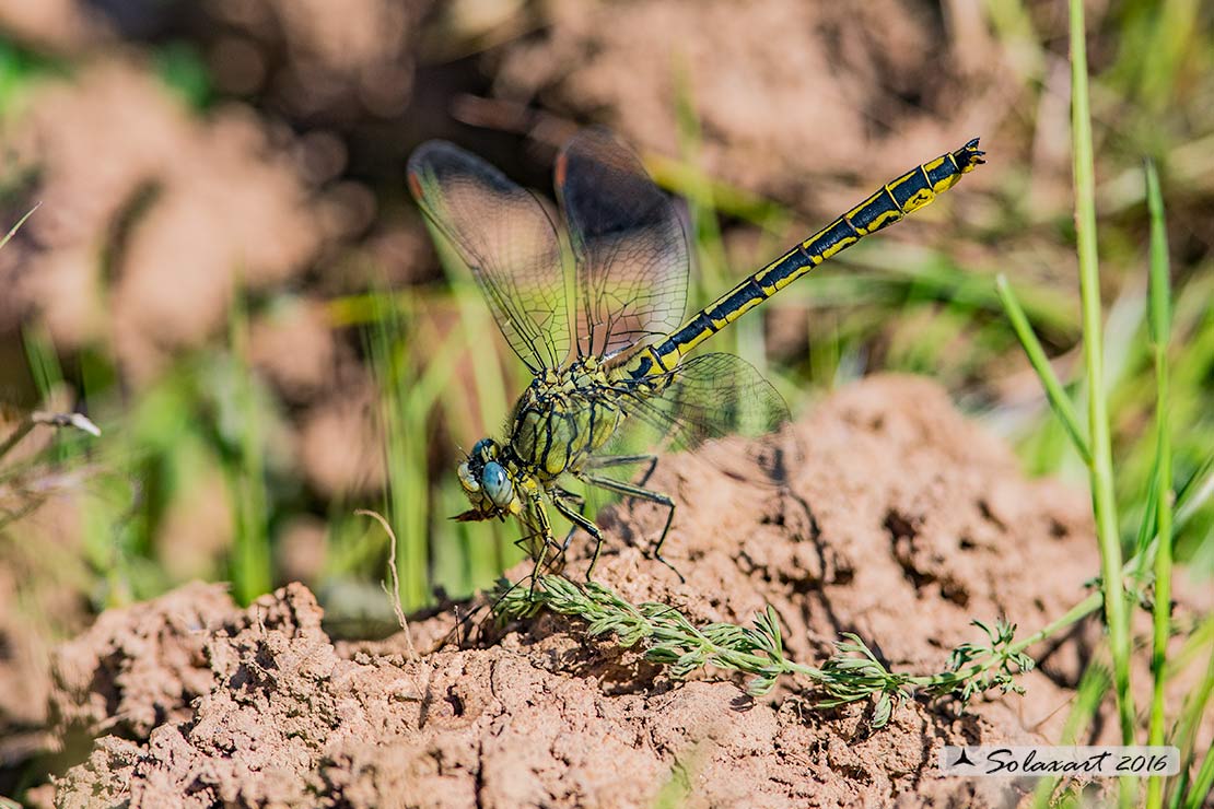 Gomphus pulchellus (maschio) - Western Club-tail (male)