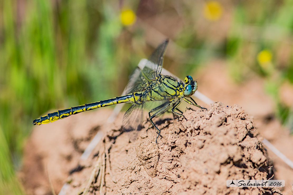 Gomphus pulchellus (maschio) - Western Club-tail (male)