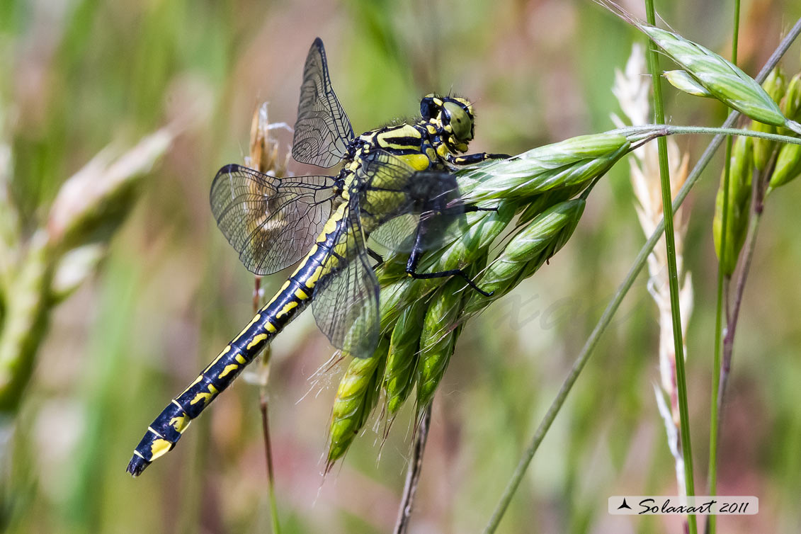 Ordine: Odonata - Anisoptera;  Famiglia: Gomphidae; Specie: Gomphus vulgatissimus - femmina