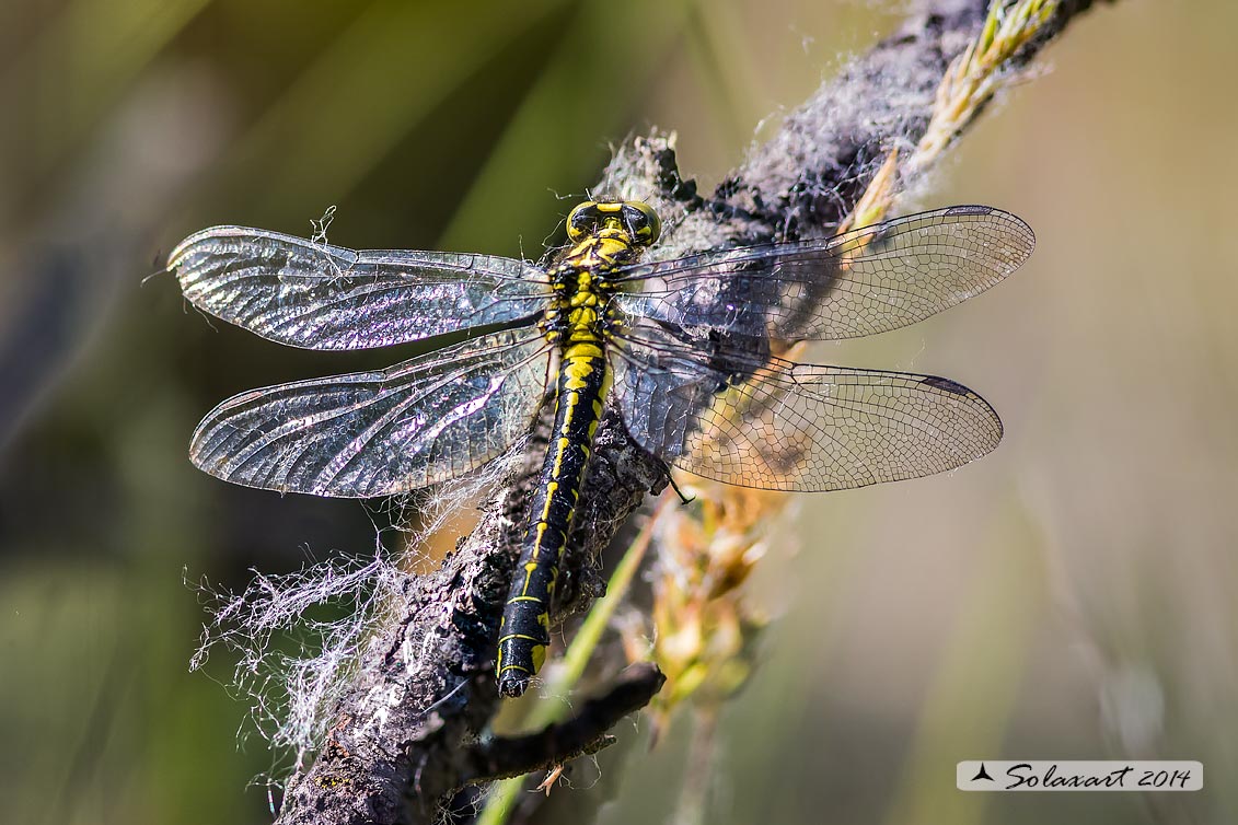 Gomphus vulgatissimus female
