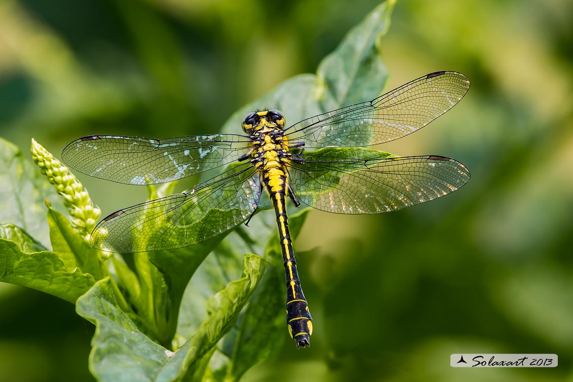 Gomphus vulgatissimus  - Common Club-tail