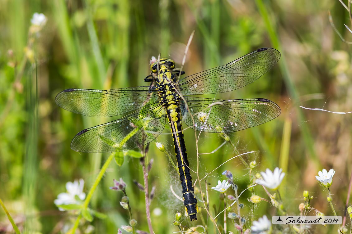 Gomphus vulgatissimus female