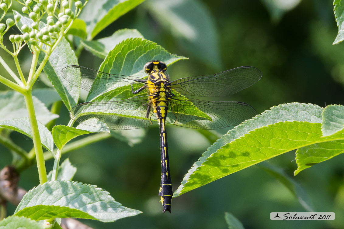 Ordine: Odonata - Anisoptera;  Famiglia: Gomphidae; Specie: Gomphus vulgatissimus - maschio