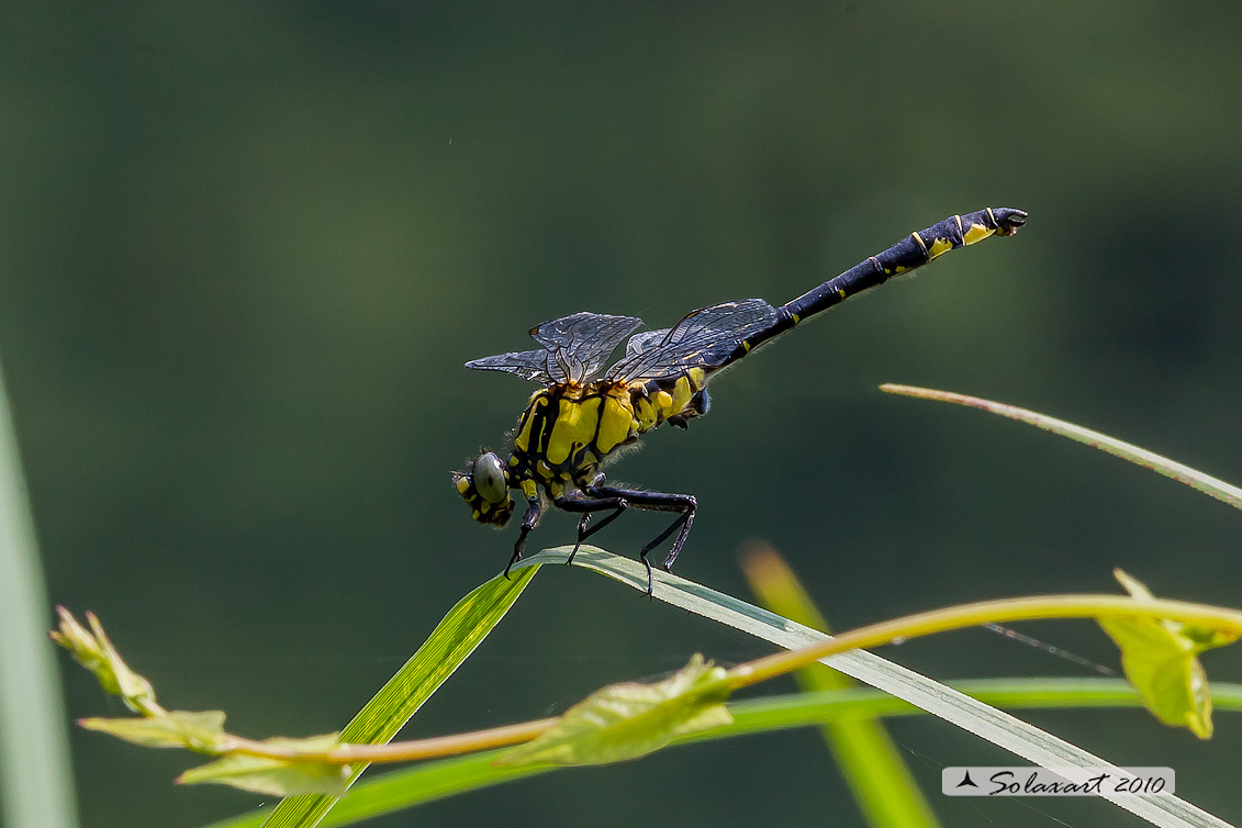 Gomphus vulgatissimus - maschio 