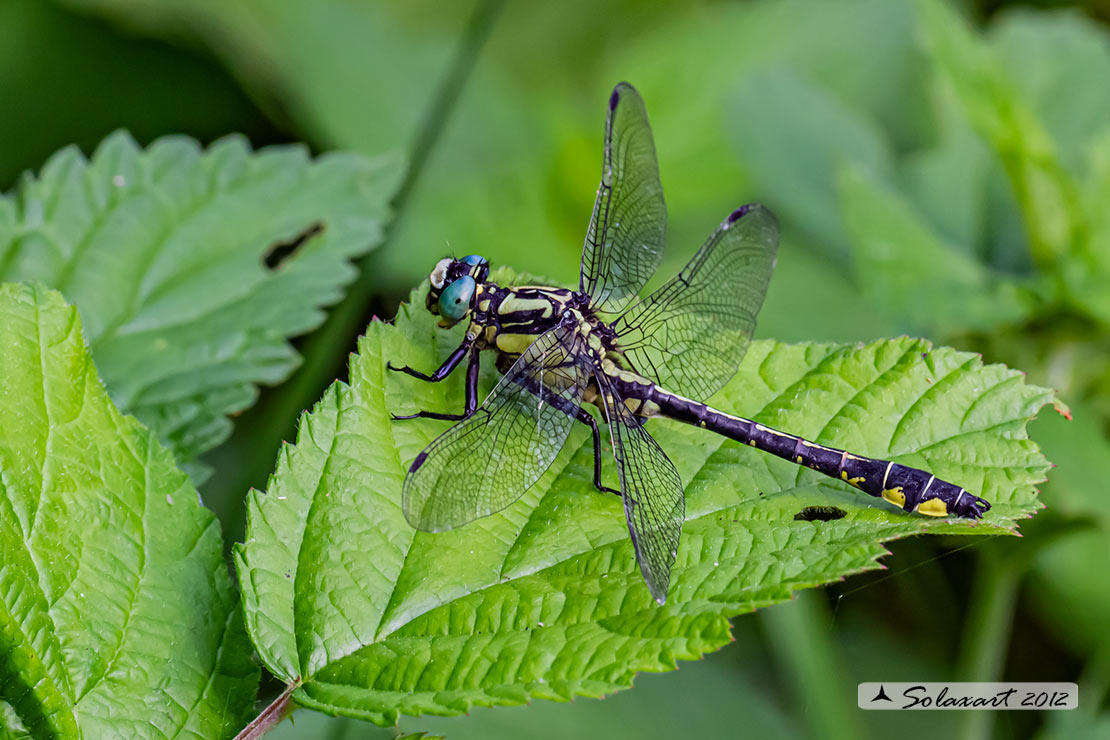 Gomphus vulgatissimus - maschio
