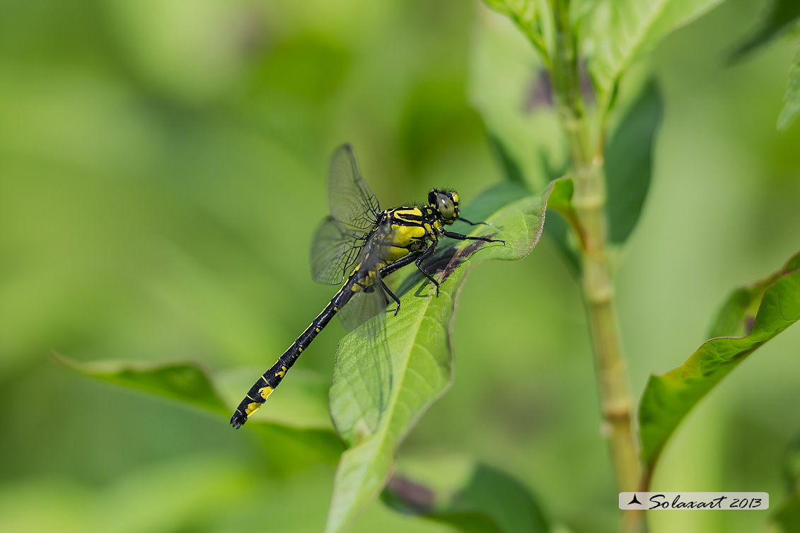 Gomphus vulgatissimus   (maschio )   -    Common Club-tail (male)