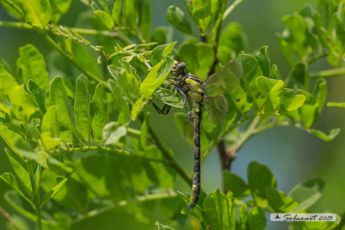 Gomphus vulgatissimus; Common Club-tail