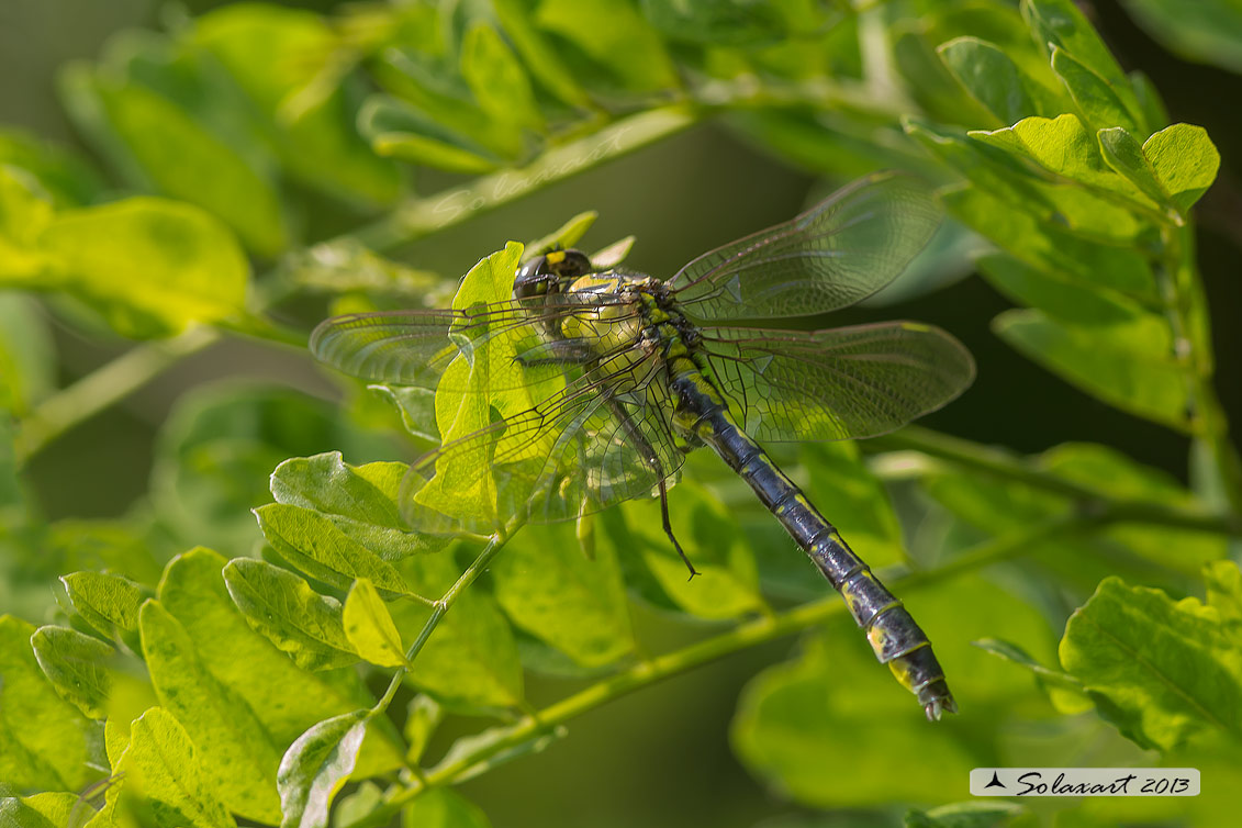 Gomphus vulgatissimus; Common Club-tail