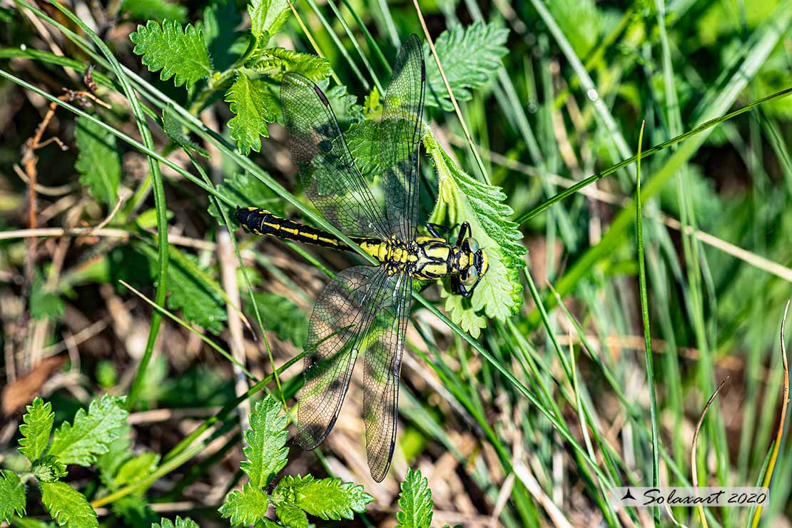 Gomphus vulgatissimus (maschio ); Common Club-tail (male)