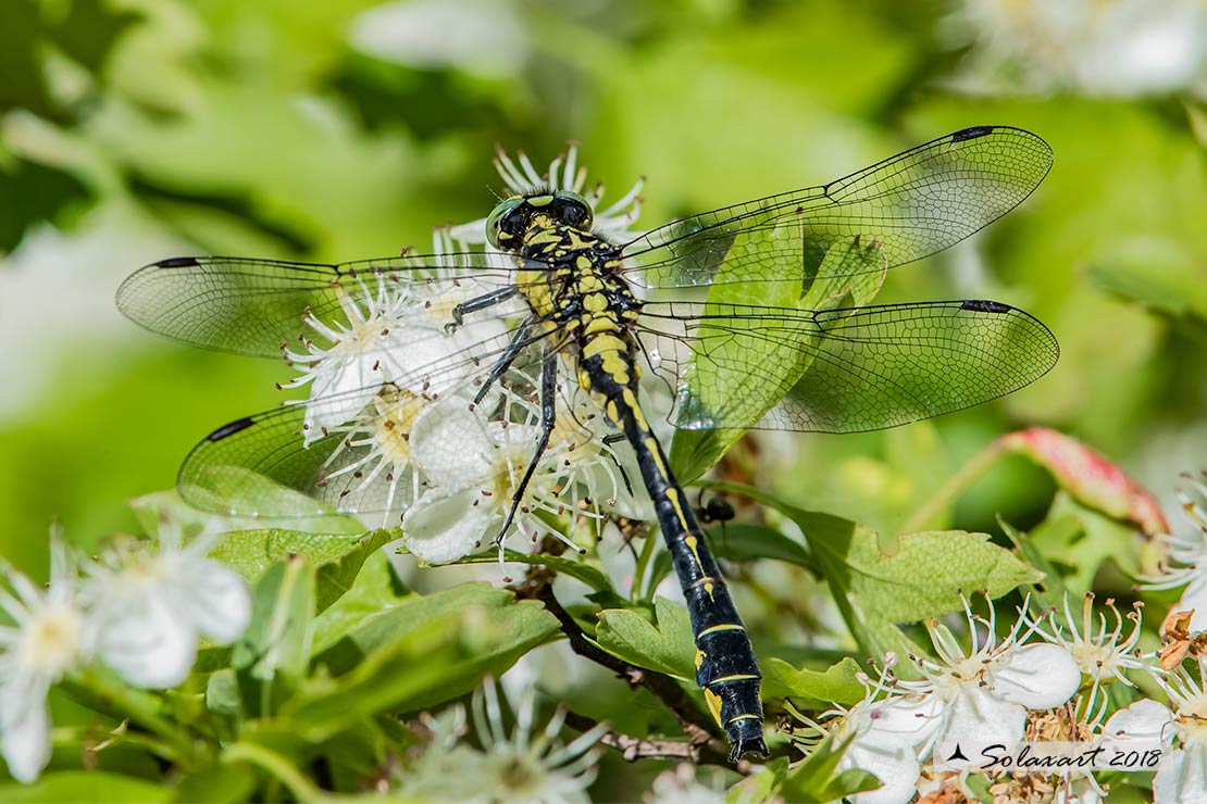 Gomphus vulgatissimus (maschio ); Common Club-tail (male)