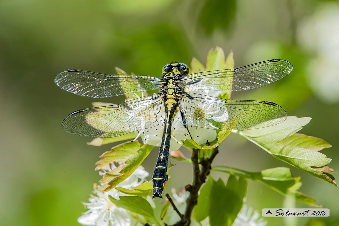 Gomphus vulgatissimus (maschio ); Common Club-tail (male)