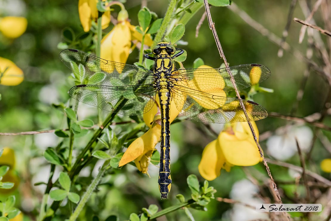 Gomphus vulgatissimus (maschio ); Common Club-tail (male)