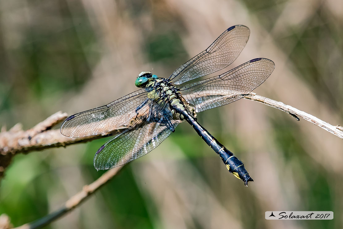 Gomphus vulgatissimus   (maschio )   -    Common Club-tail (male)