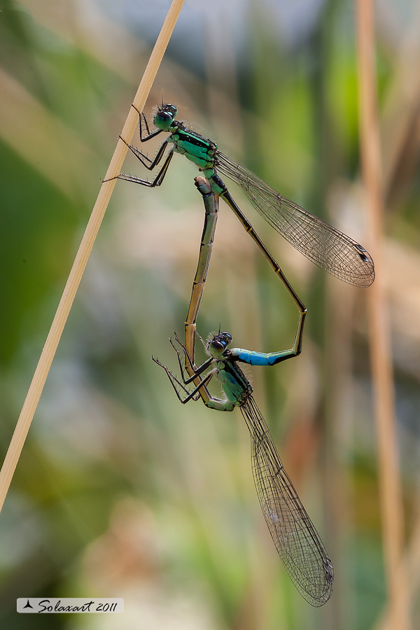 Sottordine : Zygoptera, famiglia: Coenagrionidae, specie: Ischnura Elegans durante la copula