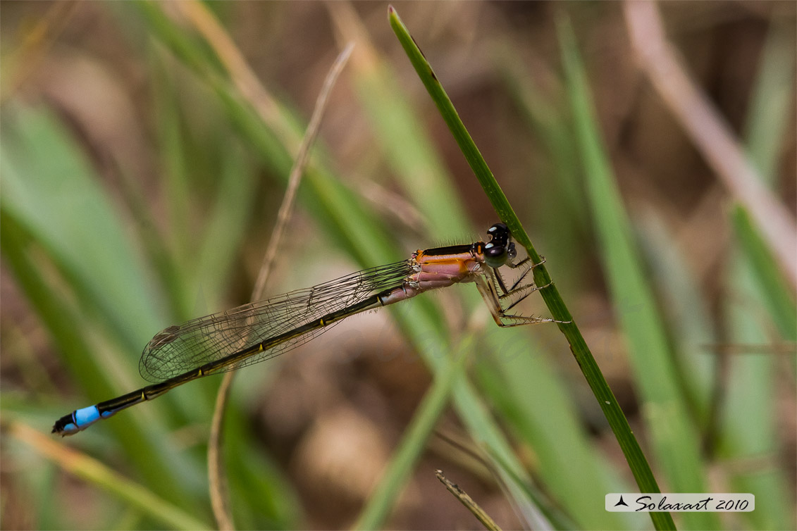 Zygoptera, famiglia: Coenagrionidae, specie: Ischnura elegans Femmina dicromatica