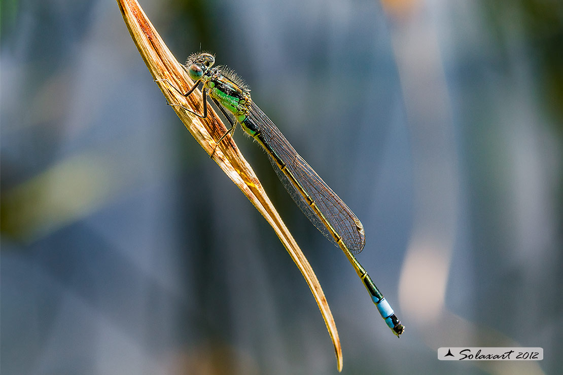 Ischnura elegans (femmina) - Blue-tailed Damselfly (female)