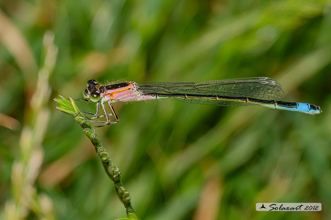 Coenagrionidae, specie: Ischnura elegans Femmina 