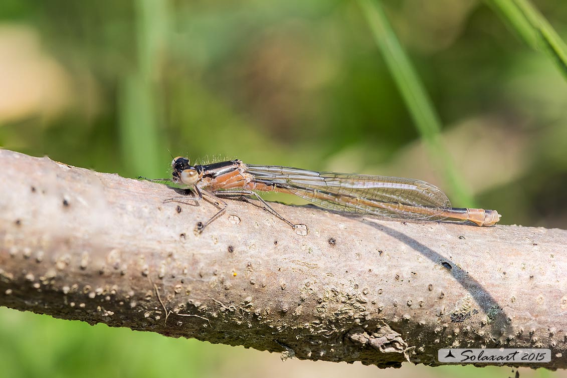 Ischnura elegans