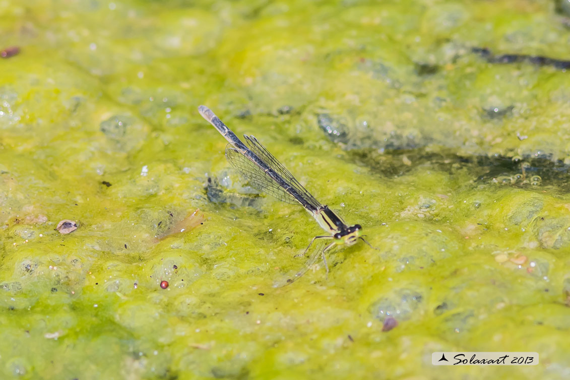 Ischnura elegans, femmina, forma infuscans (tipo B del Dijkstra)