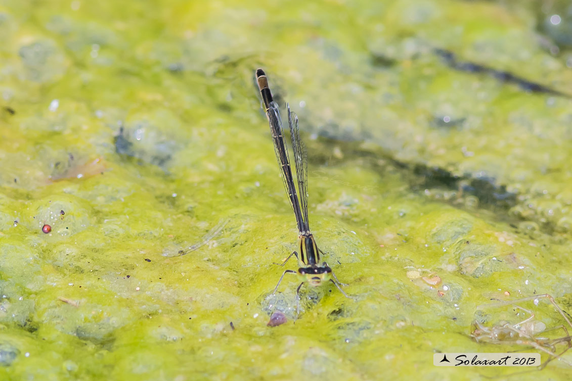 Ischnura elegans, femmina, forma infuscans (tipo B del Dijkstra)
