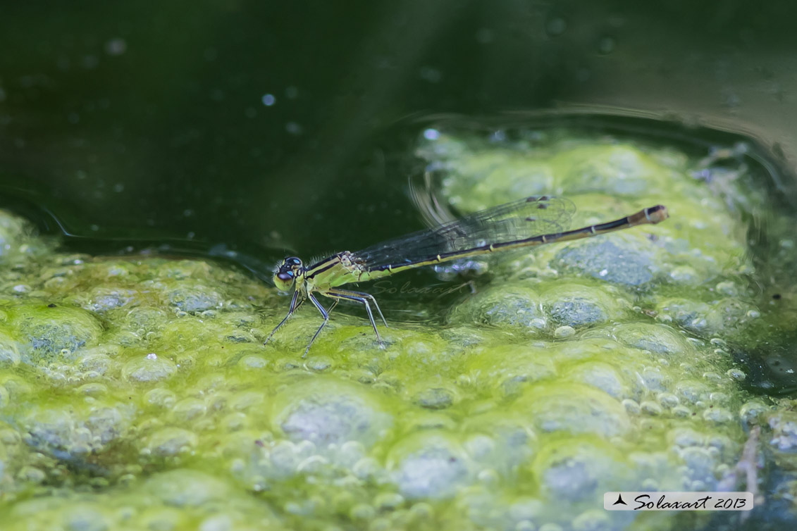 Ischnura elegans, femmina, forma infuscans (tipo B del Dijkstra)