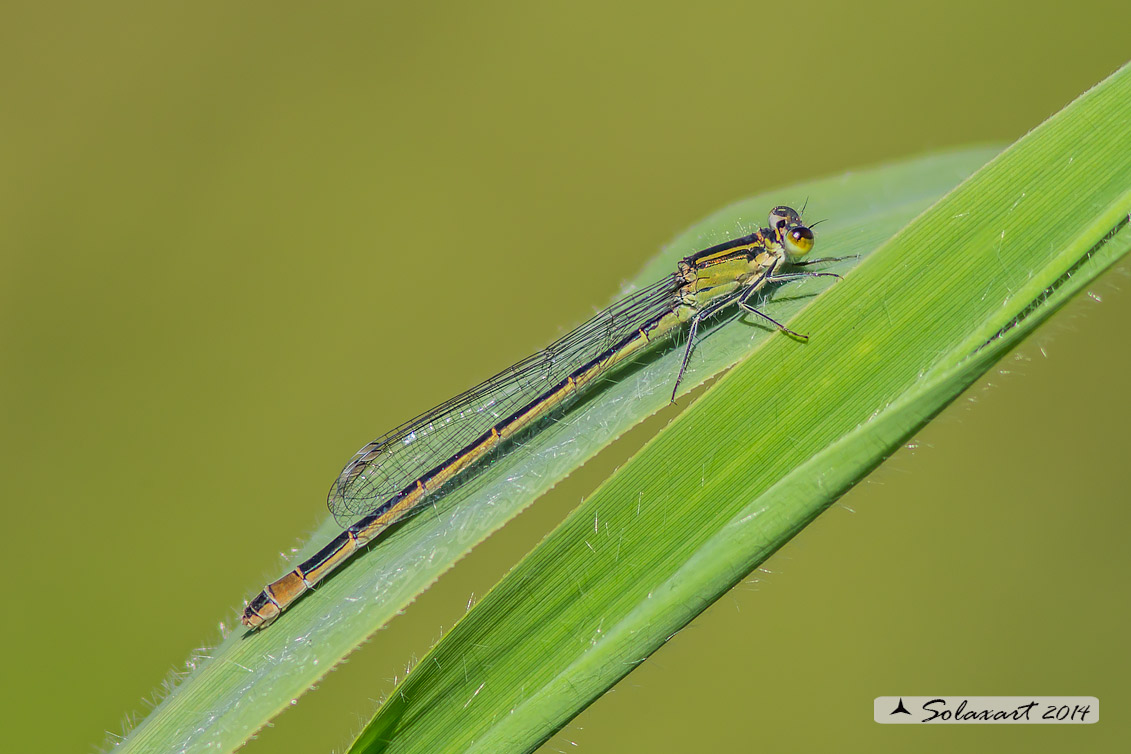 Ischnura elegans (femmina) - Blue-tailed Damselfly (female)