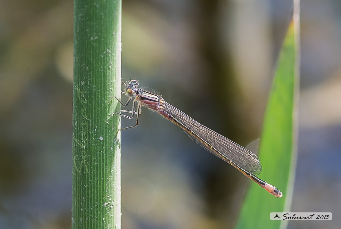 Ischnura elegans (femmina immatura) - Blue-tailed Damselfly  (immature female)