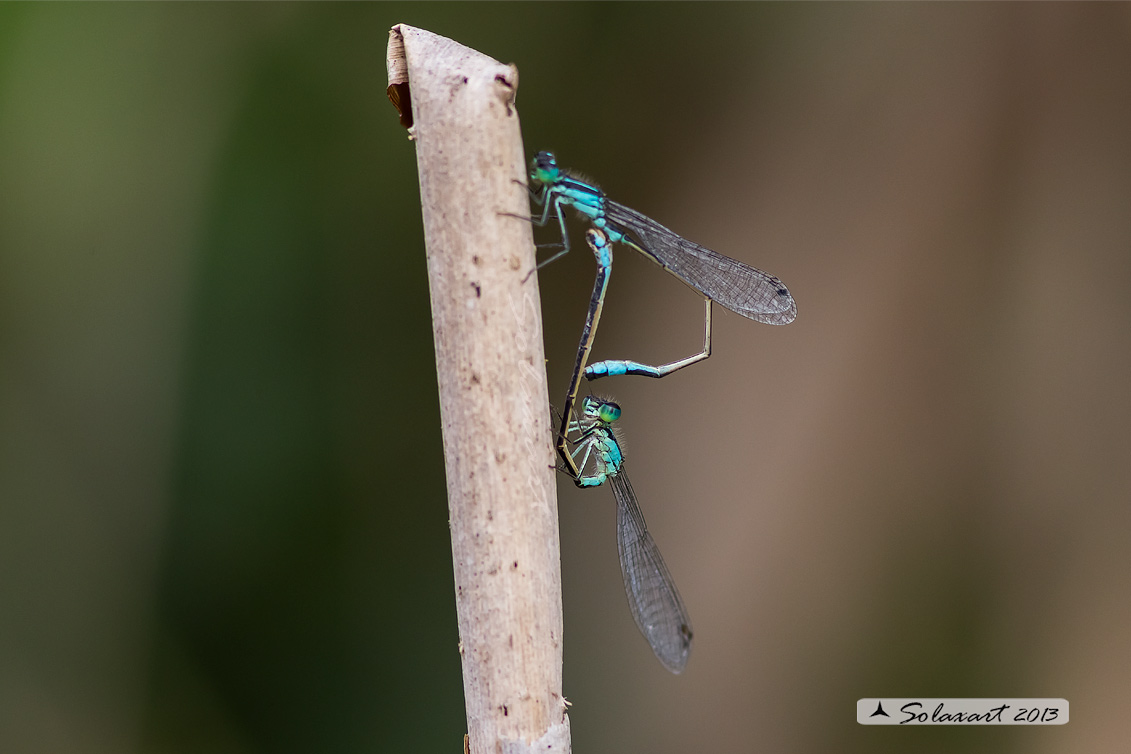 Ischnura elegans (copula ??) - Blue-tailed Damselfly  (mating ??) 