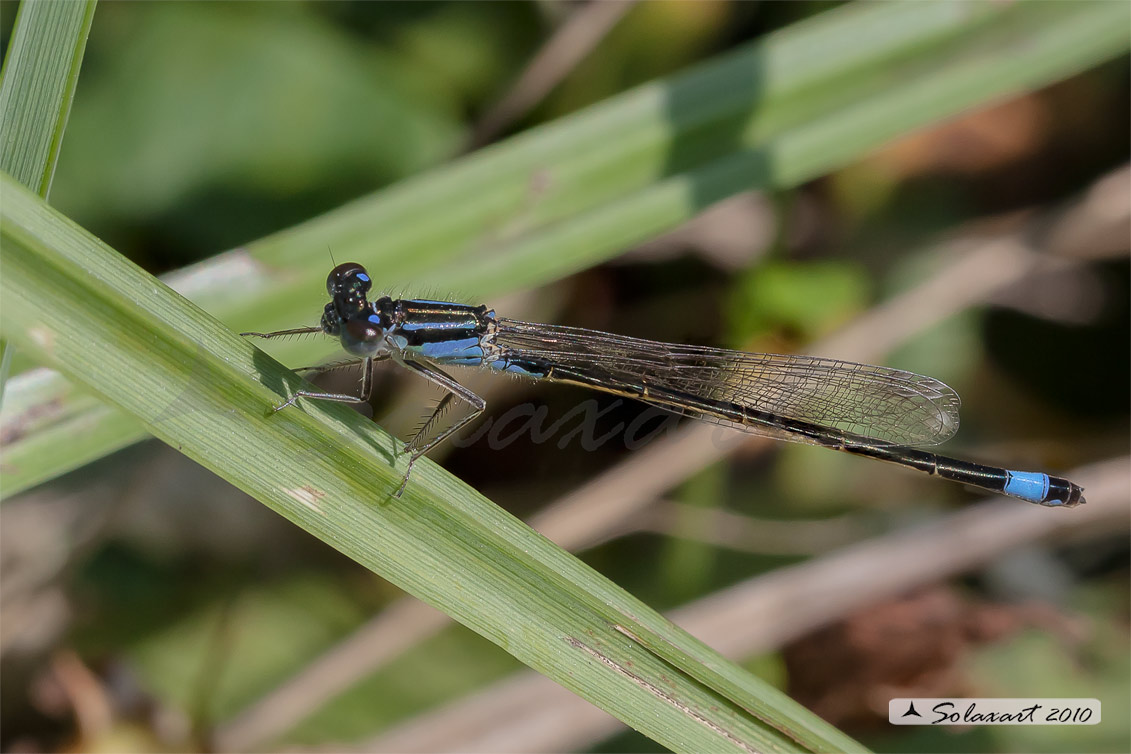 Ischnura elegans (maschio) 