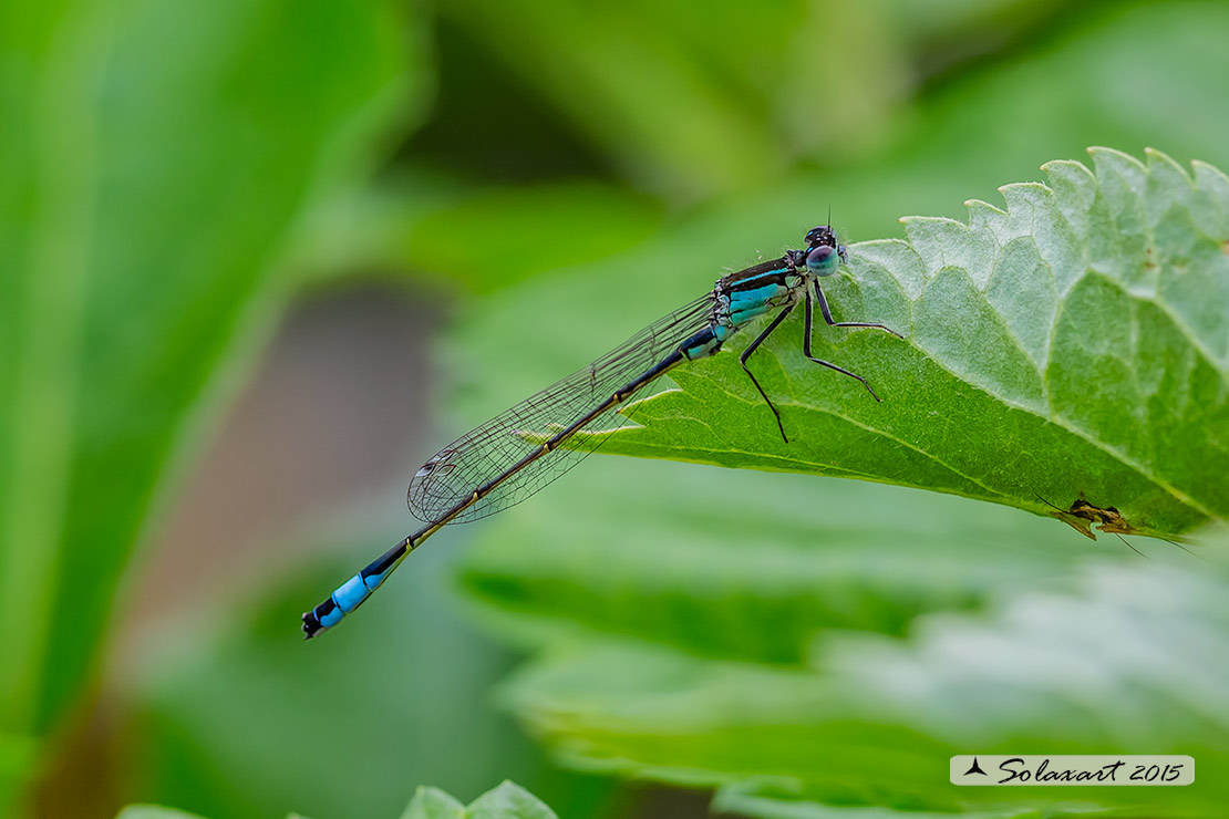 Ischnura elegans (maschio); Blue-tailed Damselfly (male) 