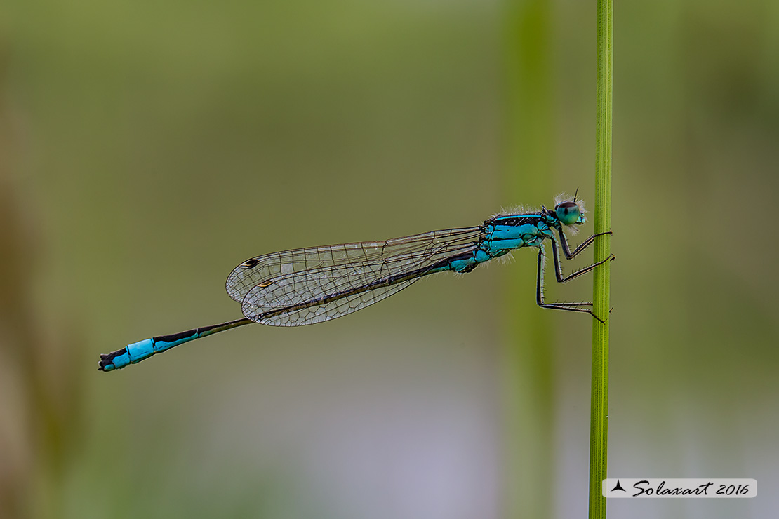 Ischnura elegans (maschio); Blue-tailed Damselfly (male) 