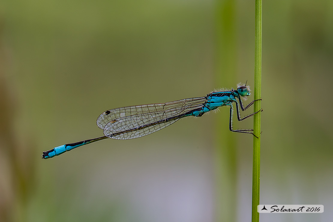 Ischnura elegans (maschio); Blue-tailed Damselfly (male) 