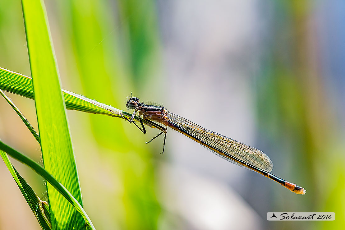 Ischnura elegans (maschio immaturo)   ;   Blue-tailed Damselfly  (teneral male) 